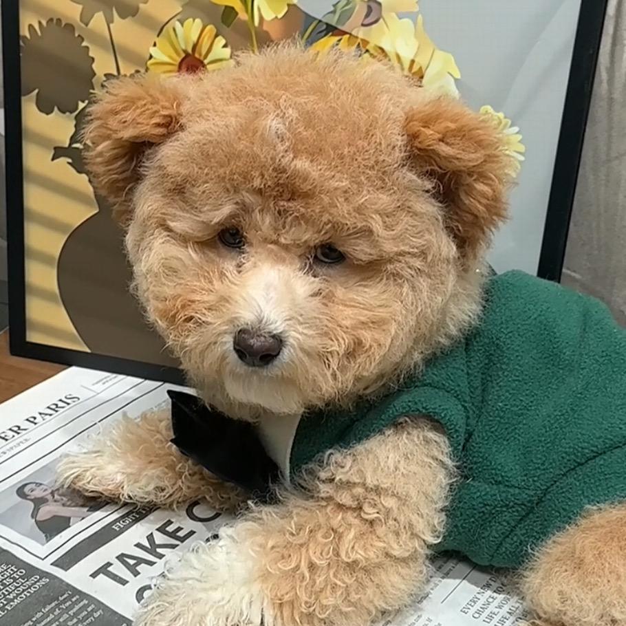 毛孩子的补给官