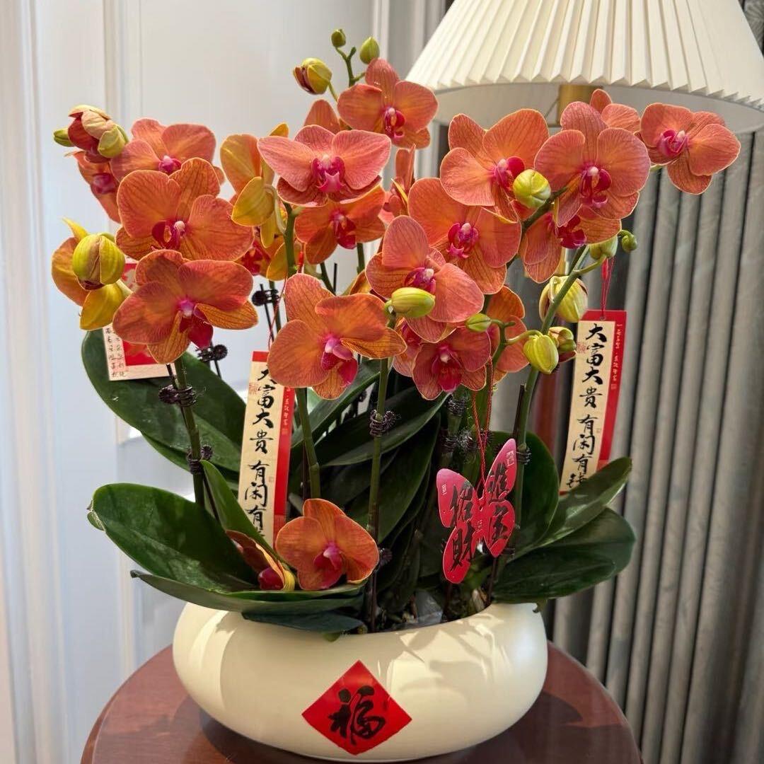 椒江今禧花卉