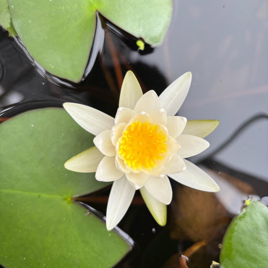 王大花🌸