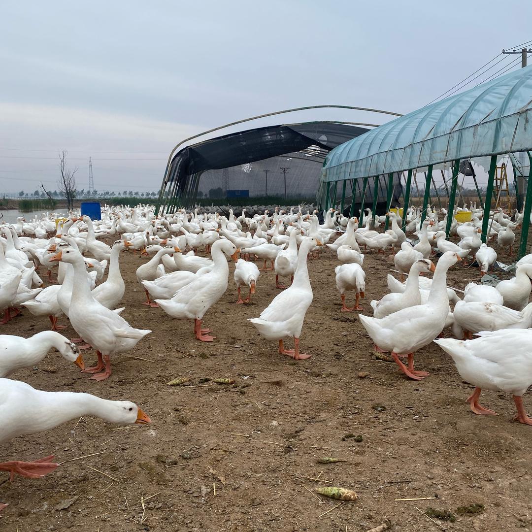 众泰鹅业脱温鹅批发基地