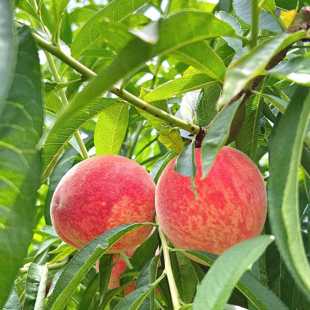 一起赣饭