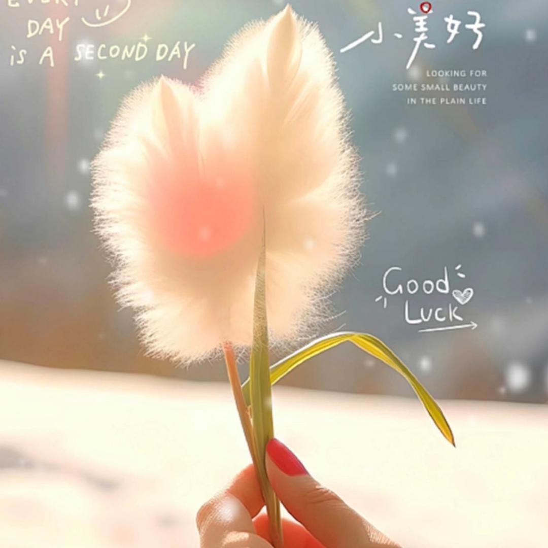 芯芯