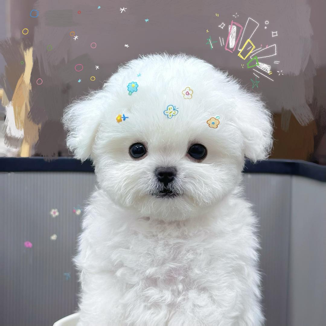 思悦精品宠物之家