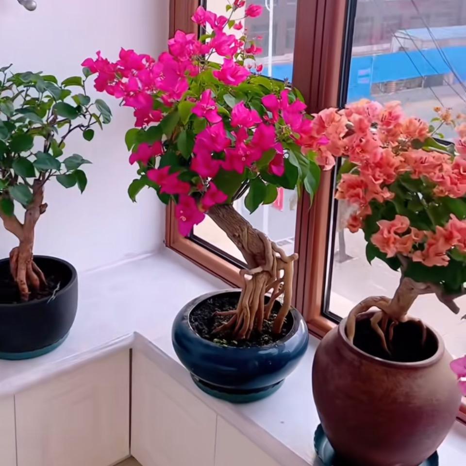 春暖花开，🐕‍🦺🌴🪴