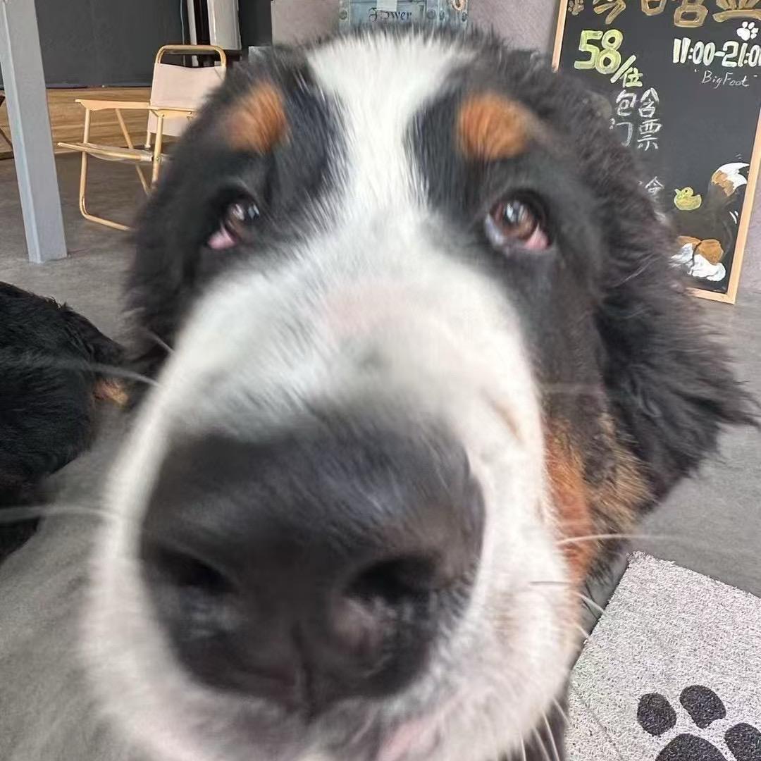 ohhhhhhhhh🐕