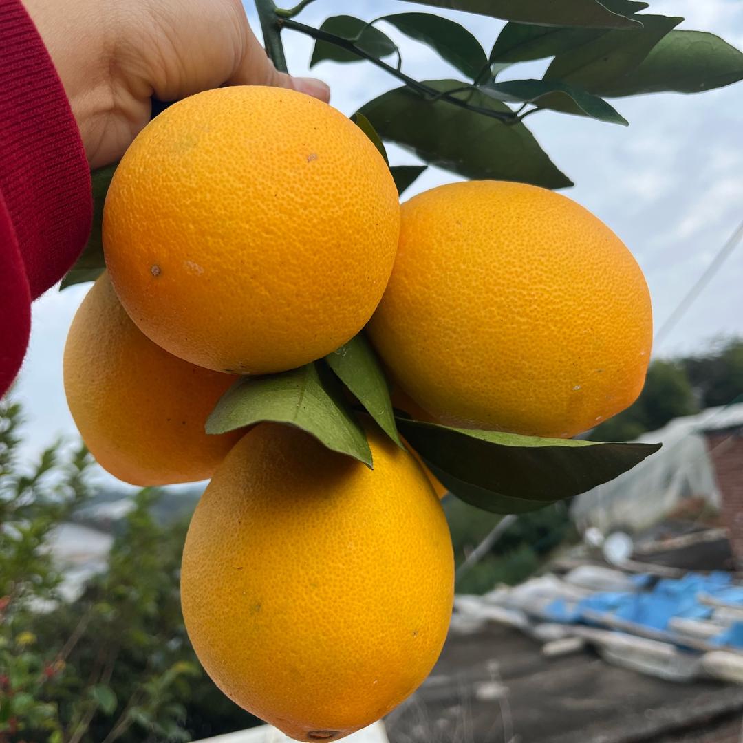 赣南水果之香