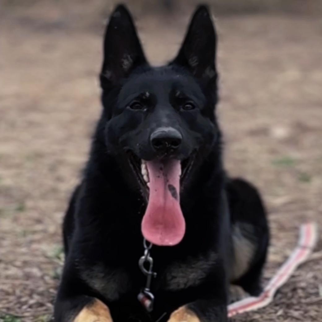 江北御诚犬舍（东德牧羊犬繁训）