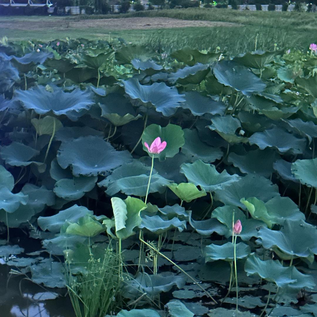 AAA建材批发贴女士