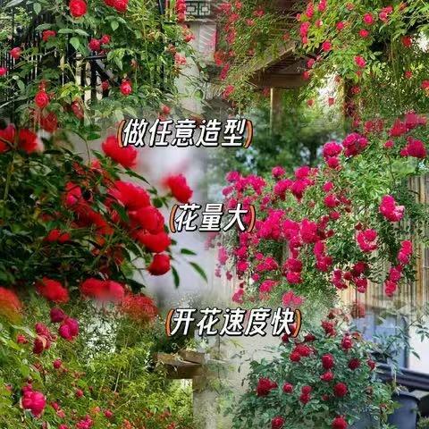 矫寻苗木臻选阁