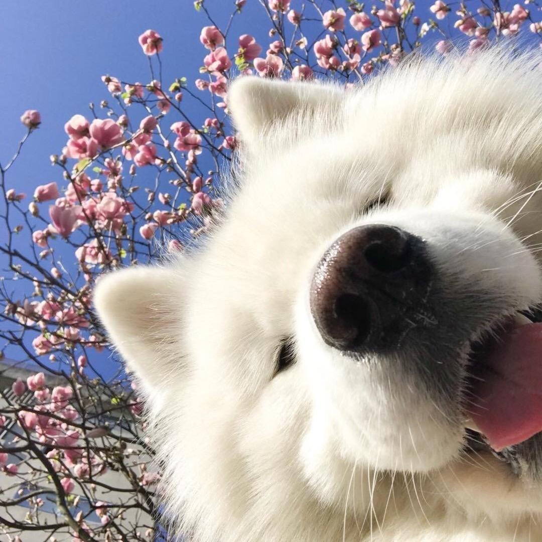 一碗萨摩耶（随缘版）