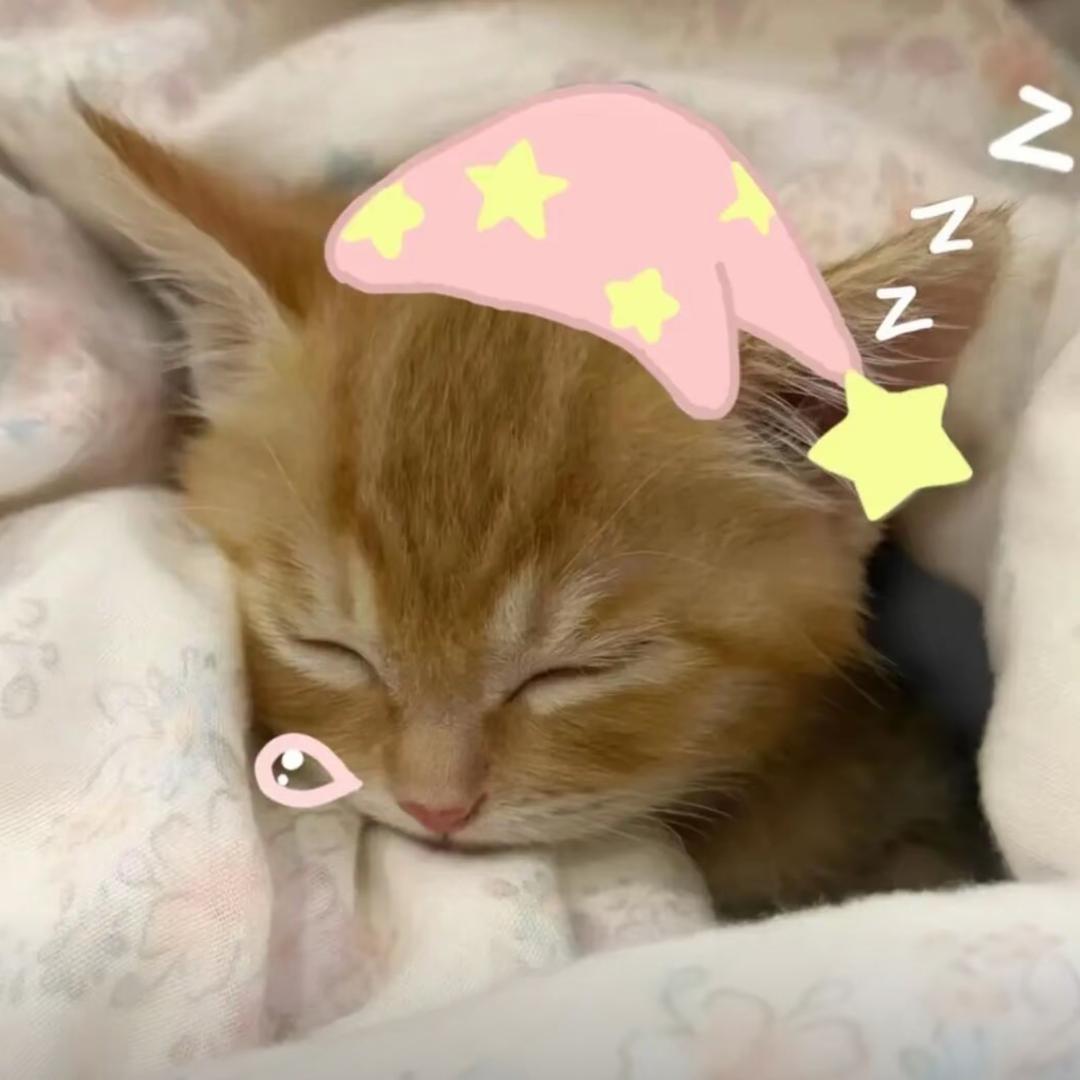 妙妙喵🐱
