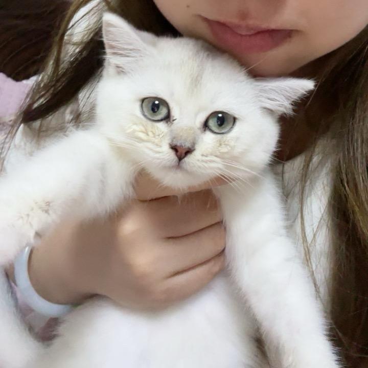 、慵懒的猫