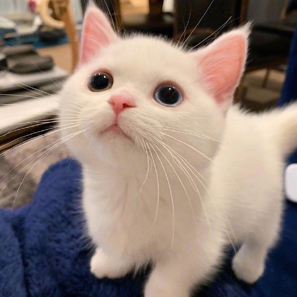 想在外面有只猫