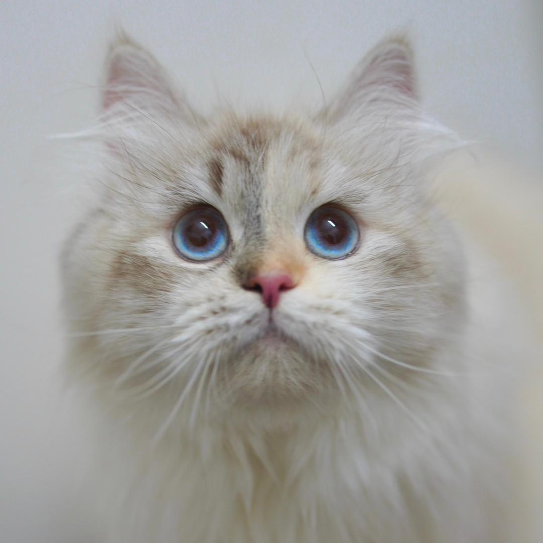 Furry西伯利亚森林猫舍