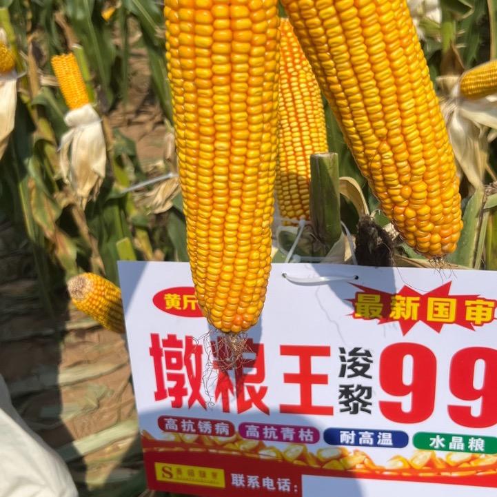 商道种业玖玖
