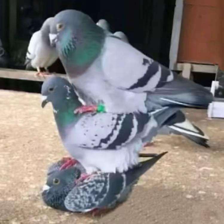 胜翔赛鸽-金牌教练-佳佳