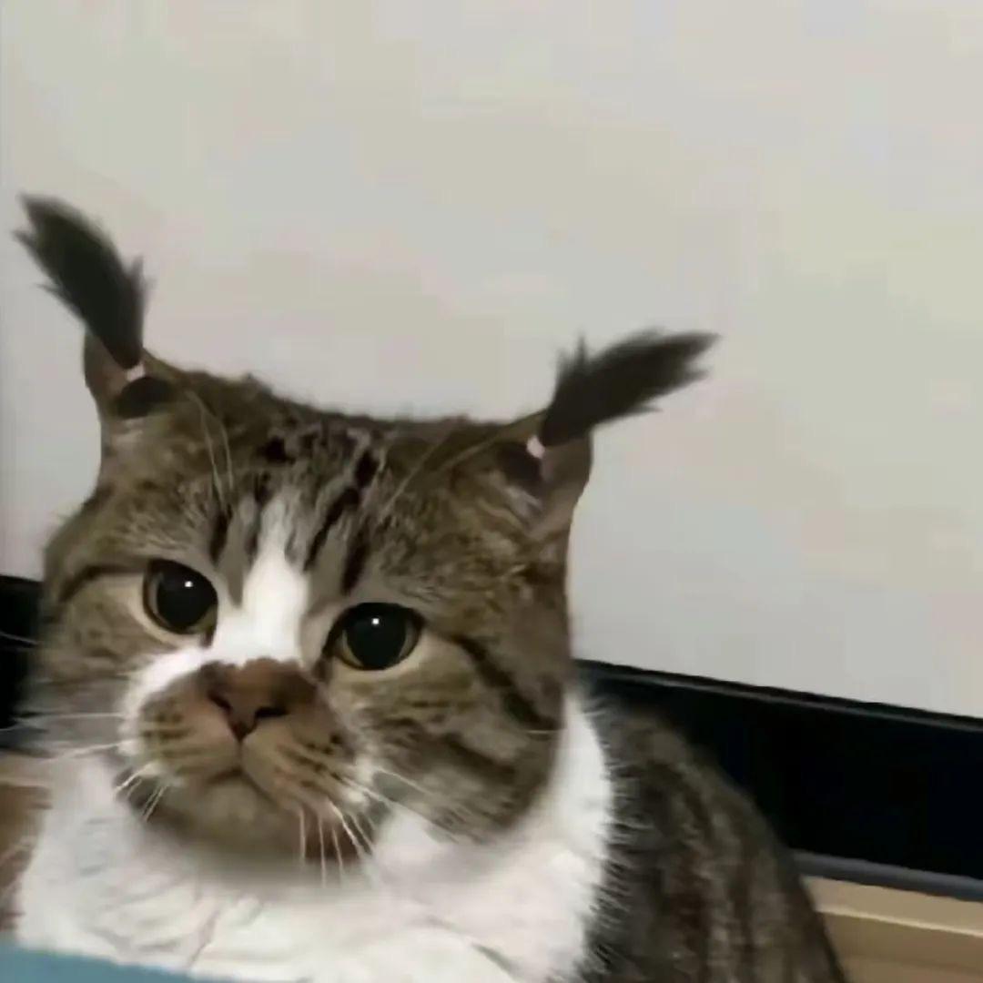 糯糯