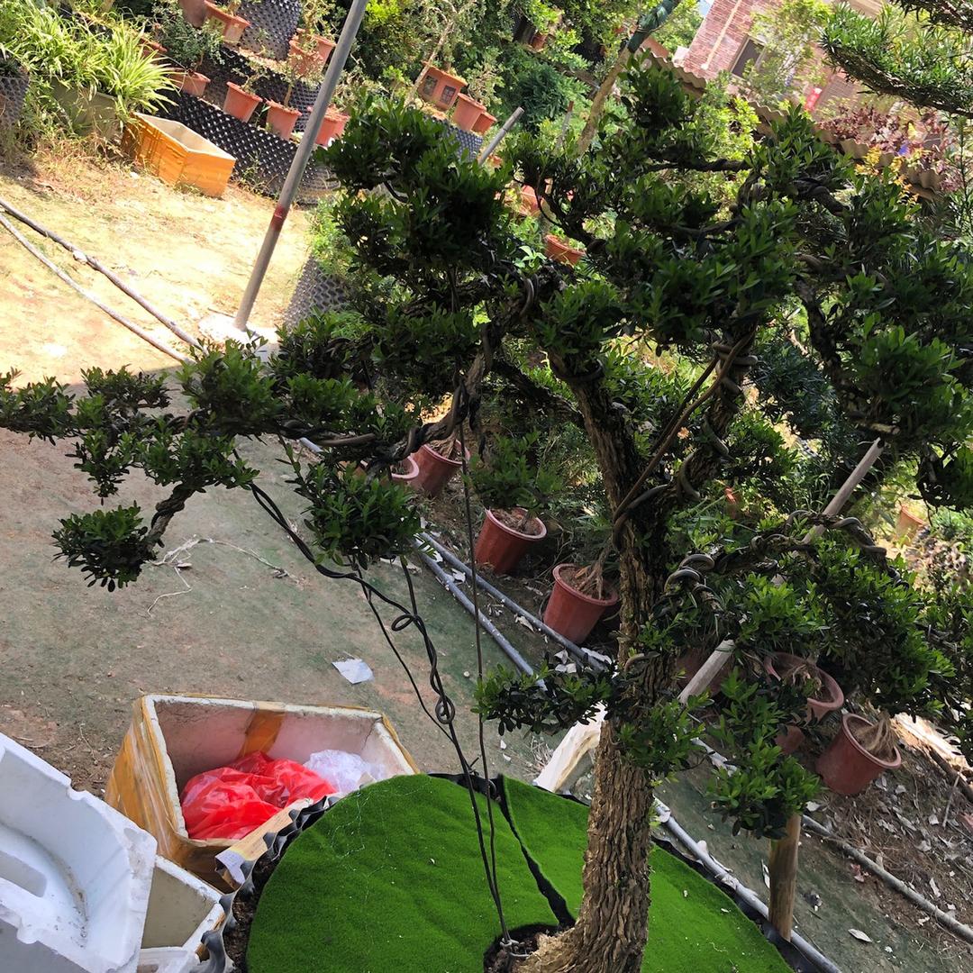 山景人家黄杨盆景园艺