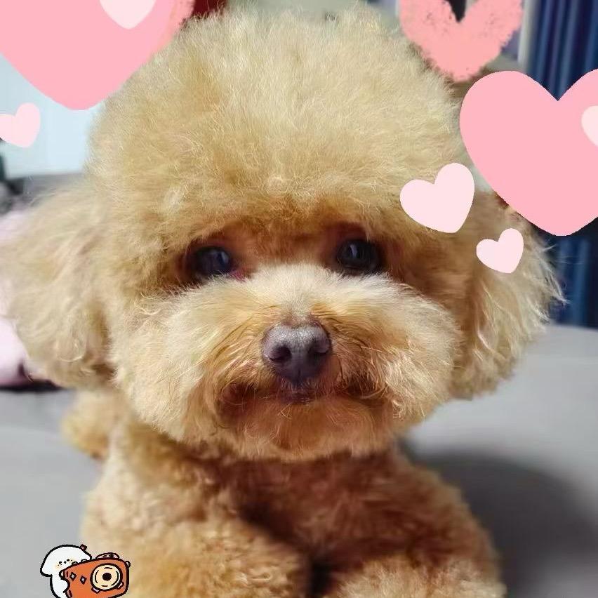QQ爱