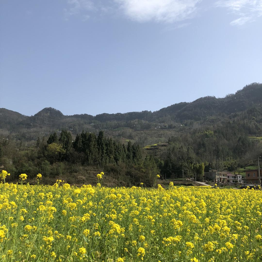 山里土猪肉