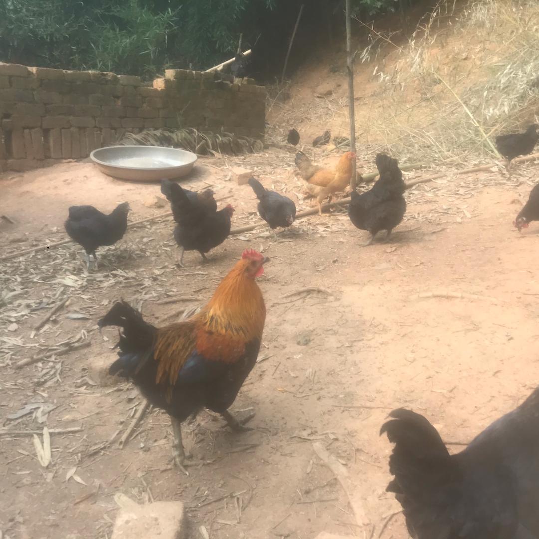 岳阳小子小打小闹搞养殖