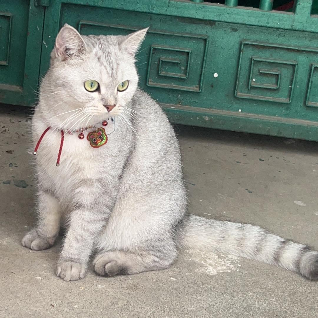 月月🐱