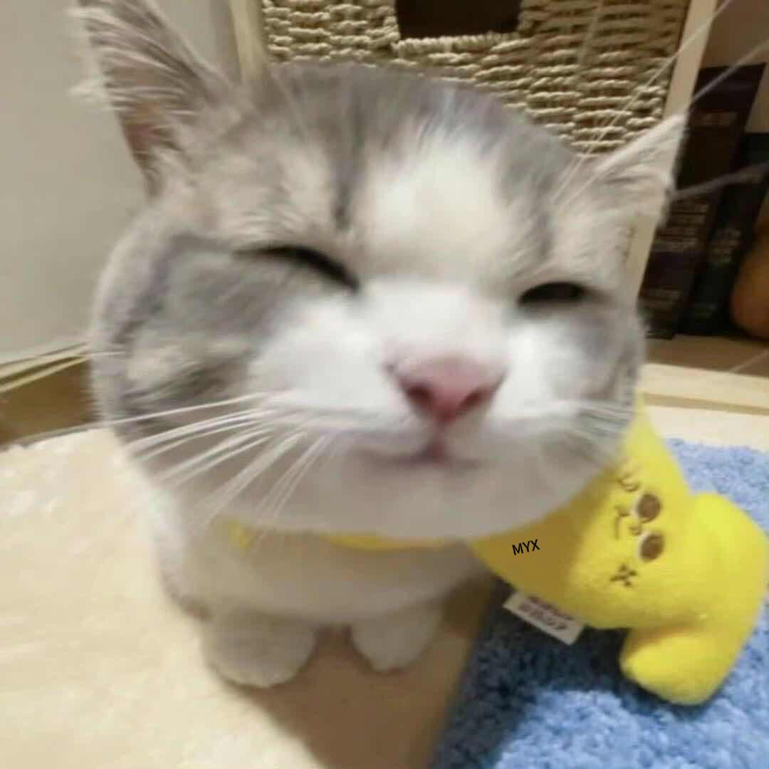 懒猫