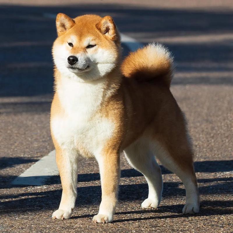 江苏淮安哆集宠业