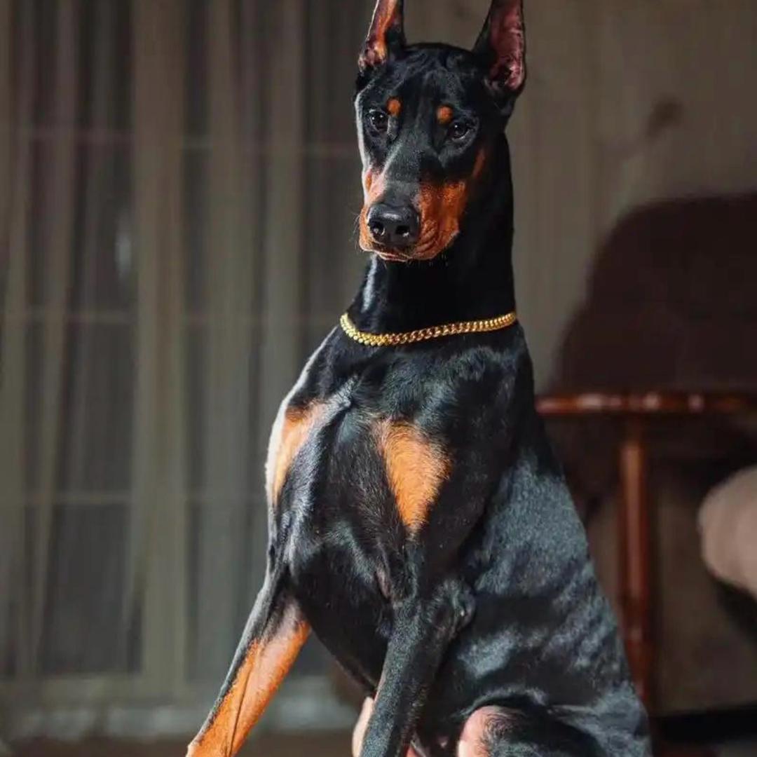 懿罡精选臻选阁