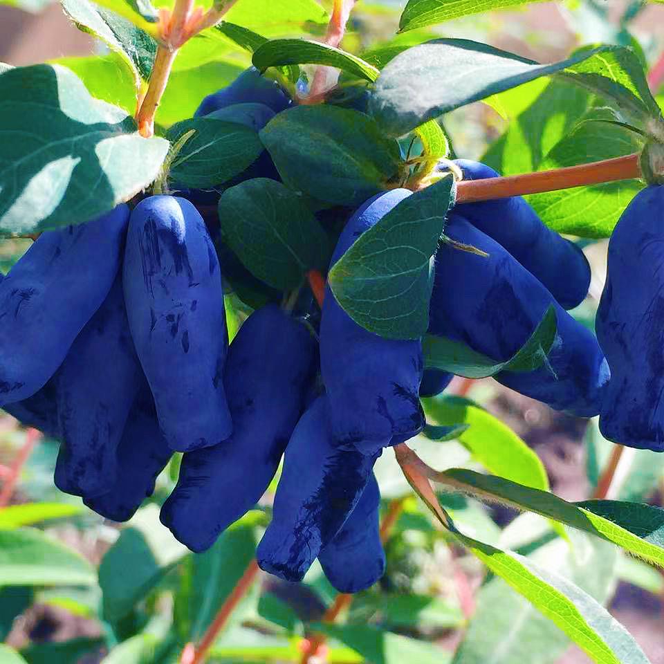 黑龙江北果农产精选铺