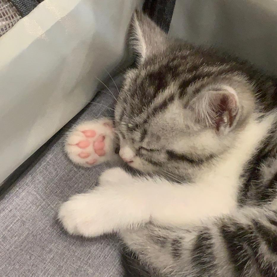 皮皮侠赛高！！