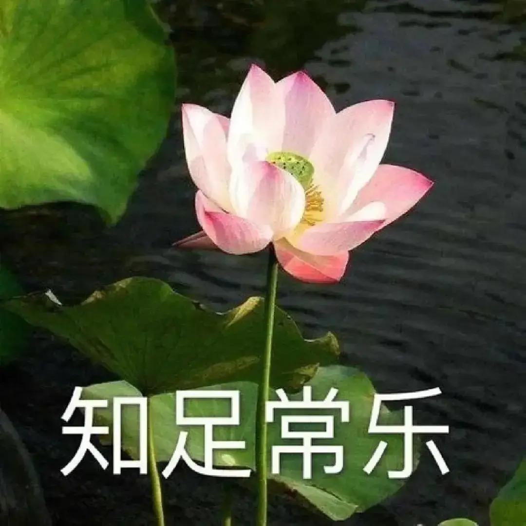 花开富贵。/
