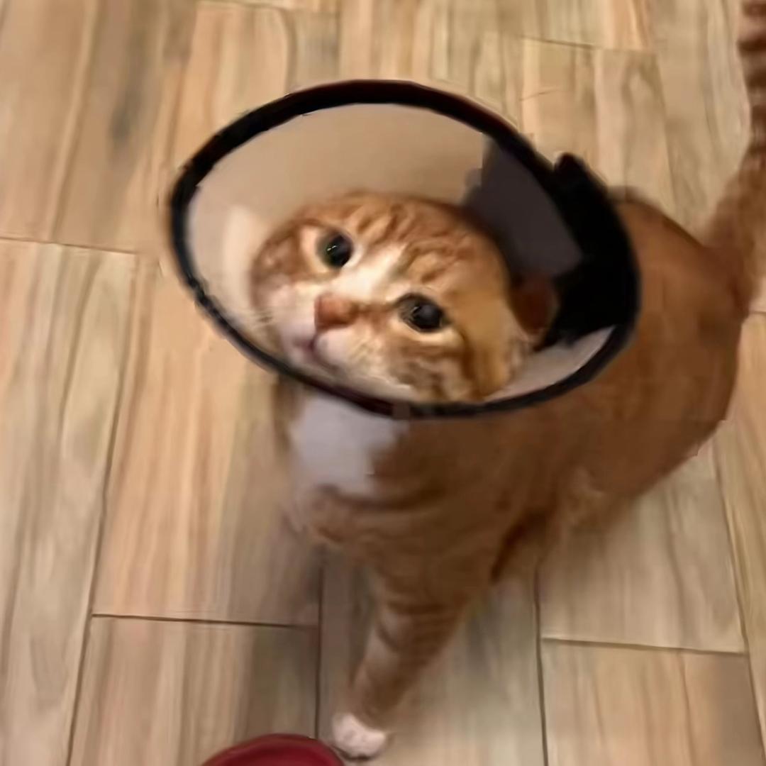 小琦