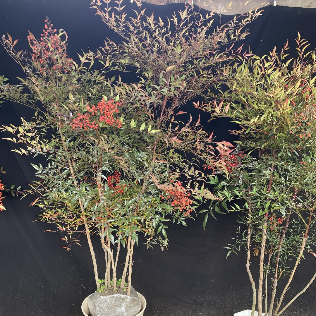 小宝花卉苗木