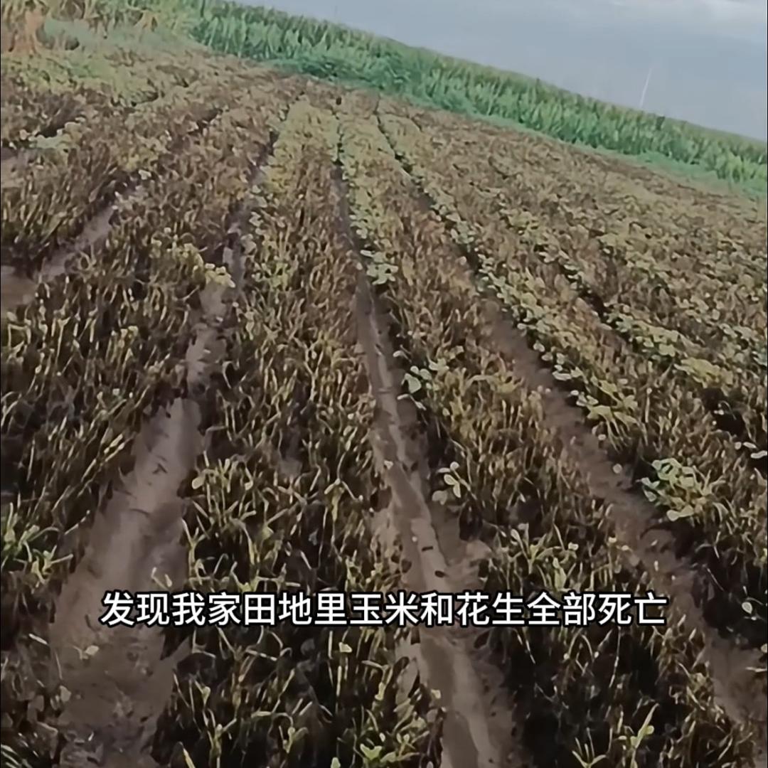 豫见田地等待结果