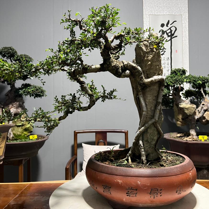 小逸|盆景艺术中心