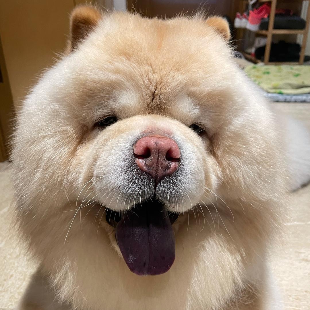 松狮妮宝