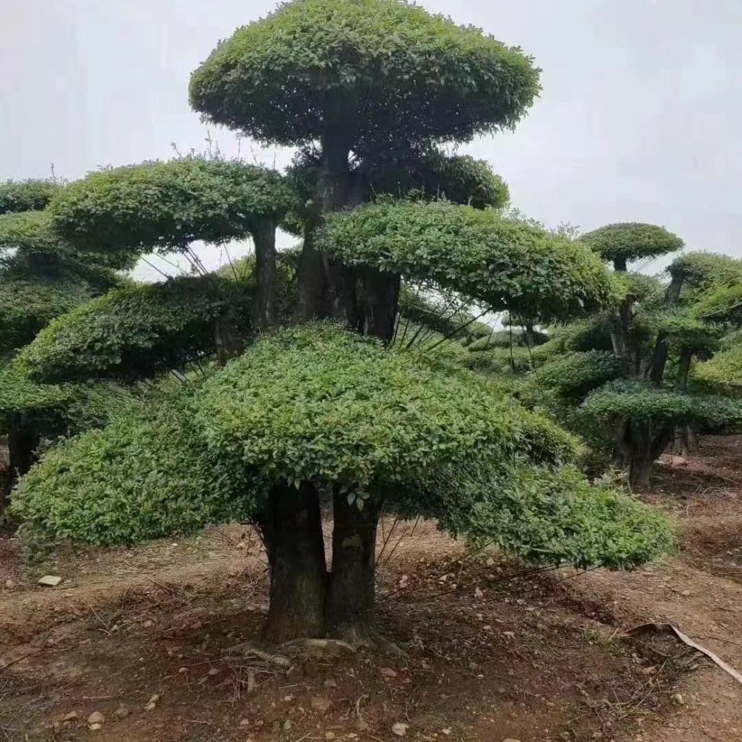 宋金玉