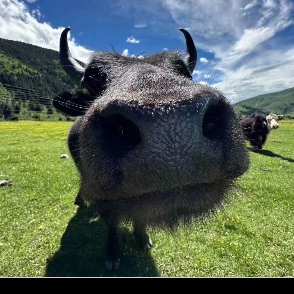 he.-