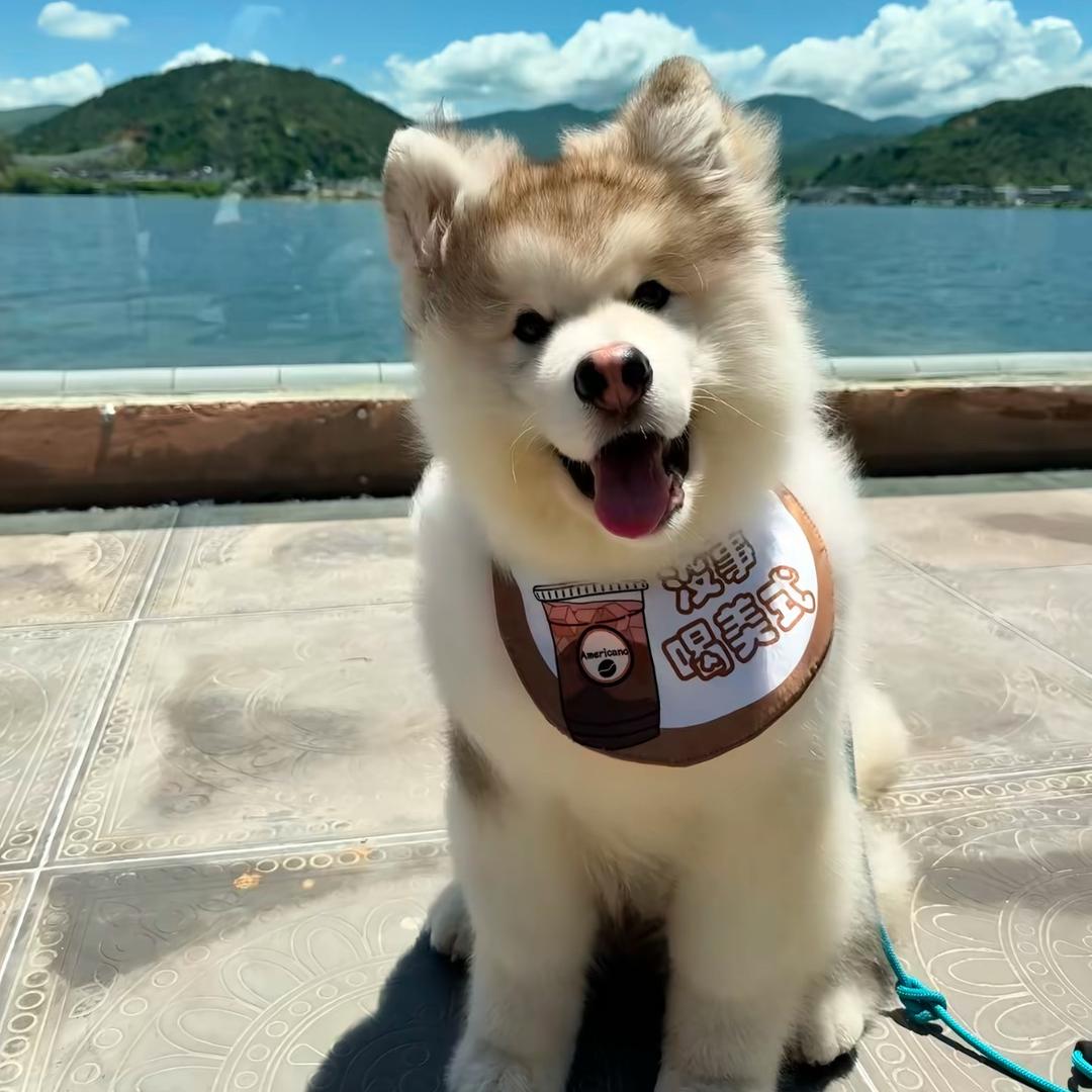 不做梵高