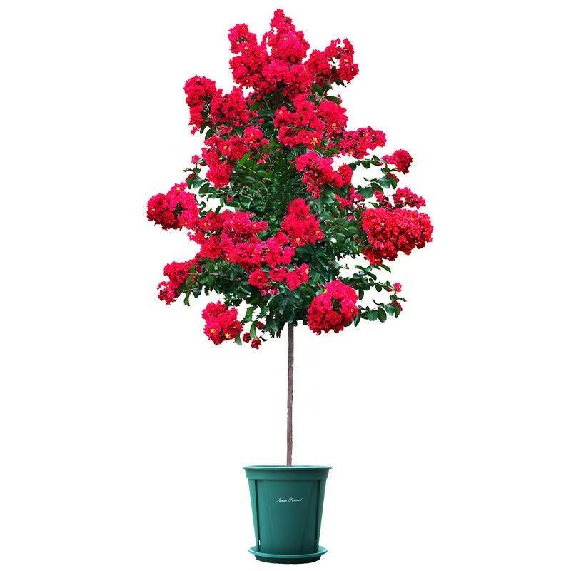 小渔的花园1