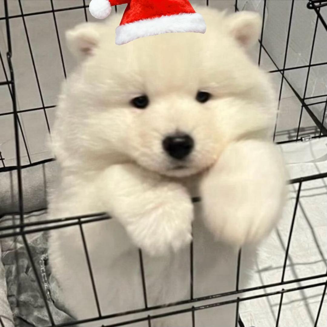 Qqqqqq（流浪小狗版