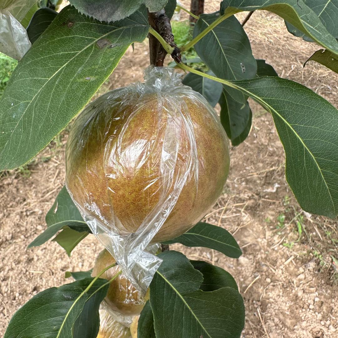 隰县玉露香梨🍐