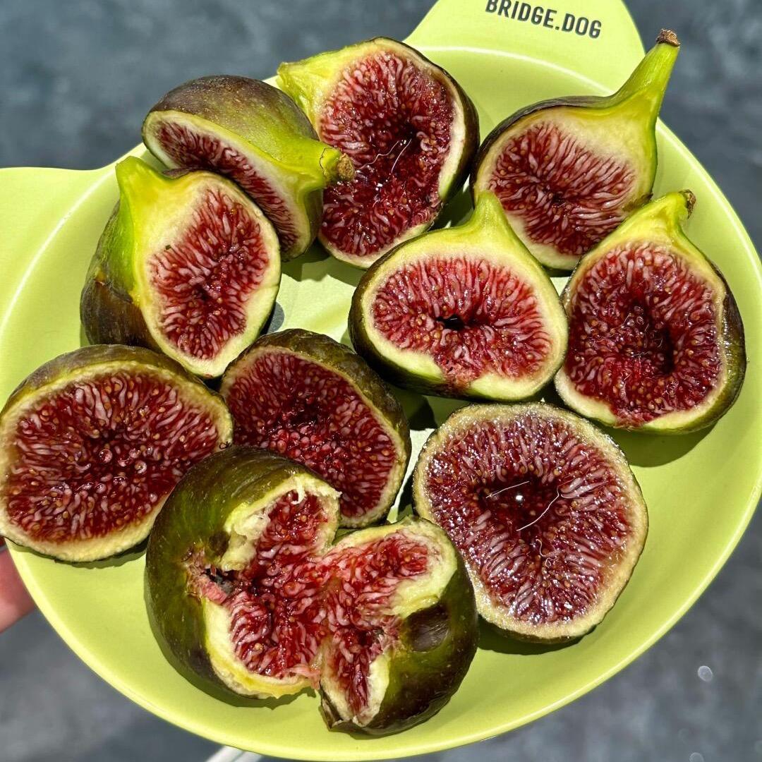 格莱斯无花果