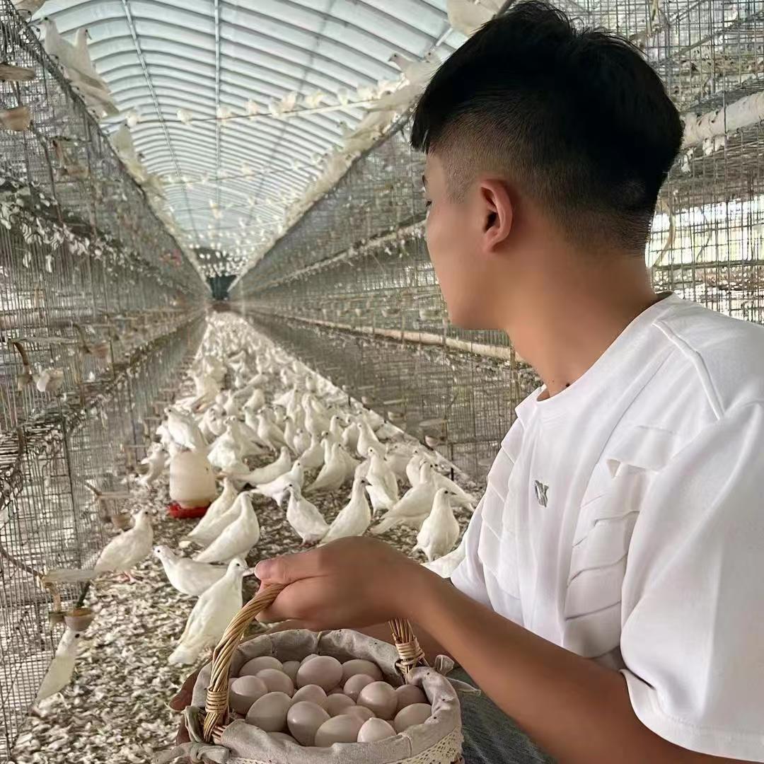 一笑养鸽