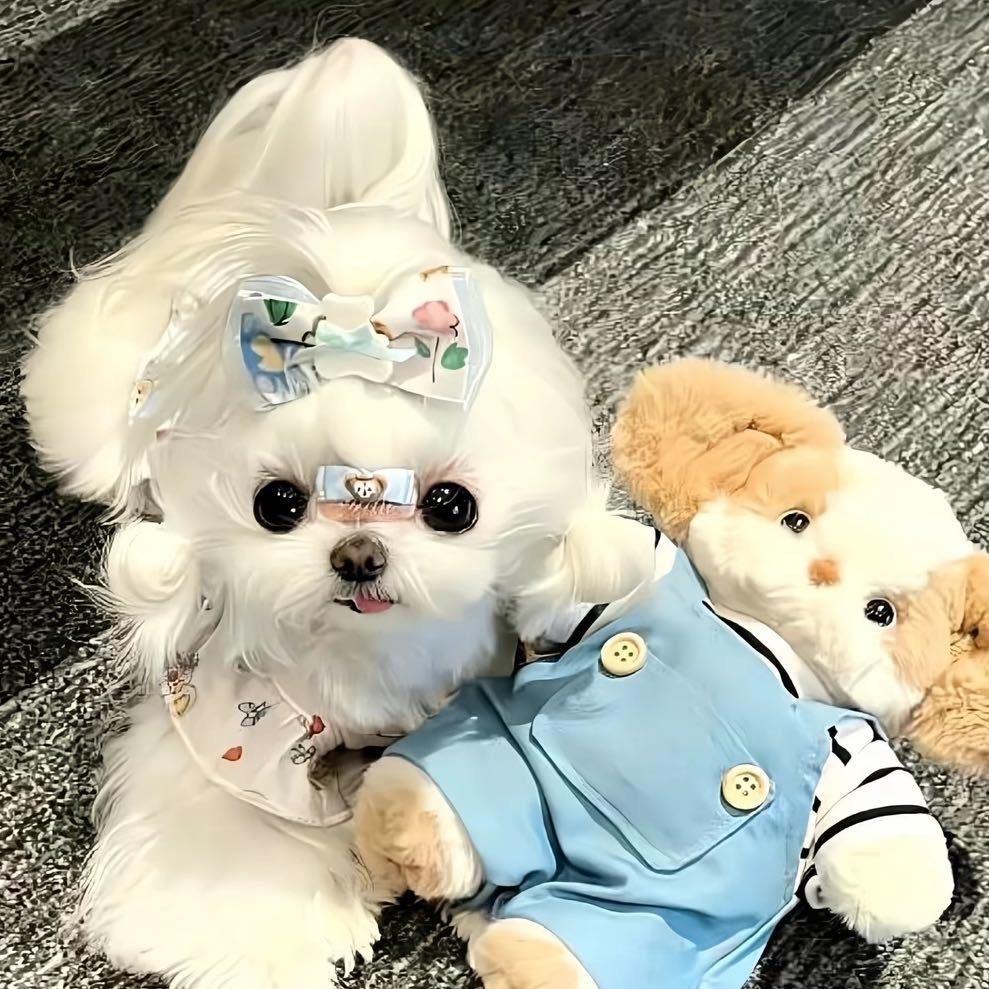 大美萌宠精选
