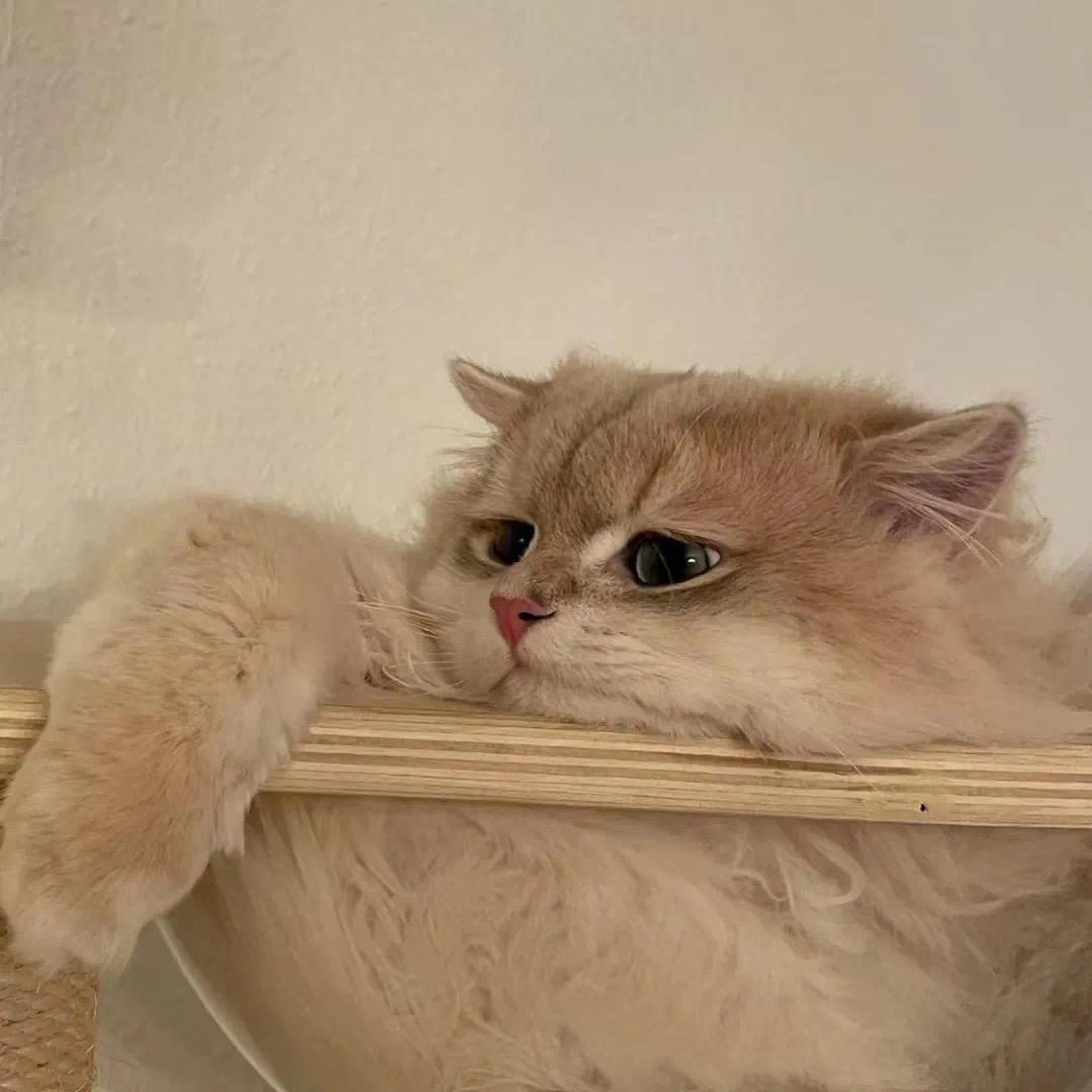 是猪猪阿