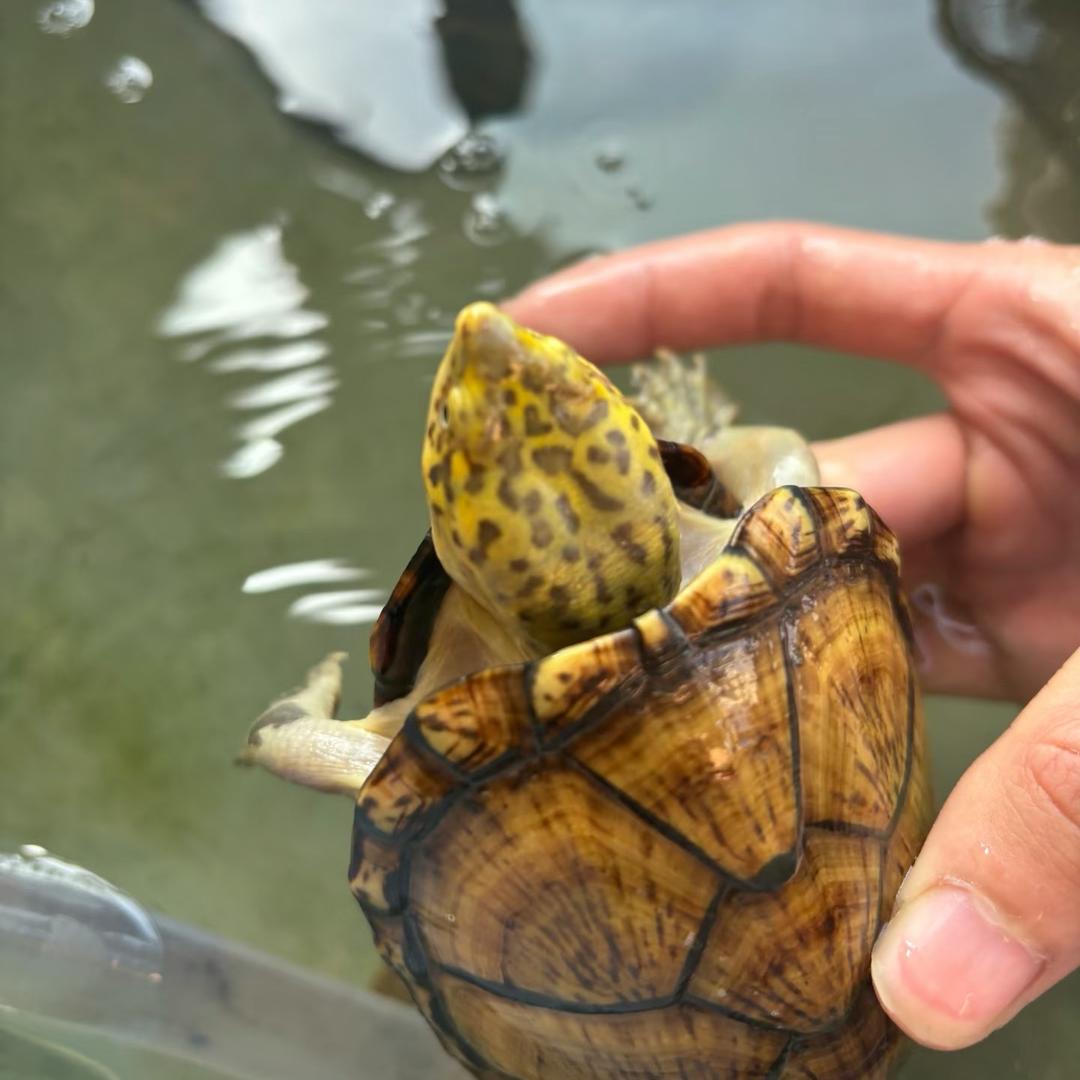 江扬虎泥