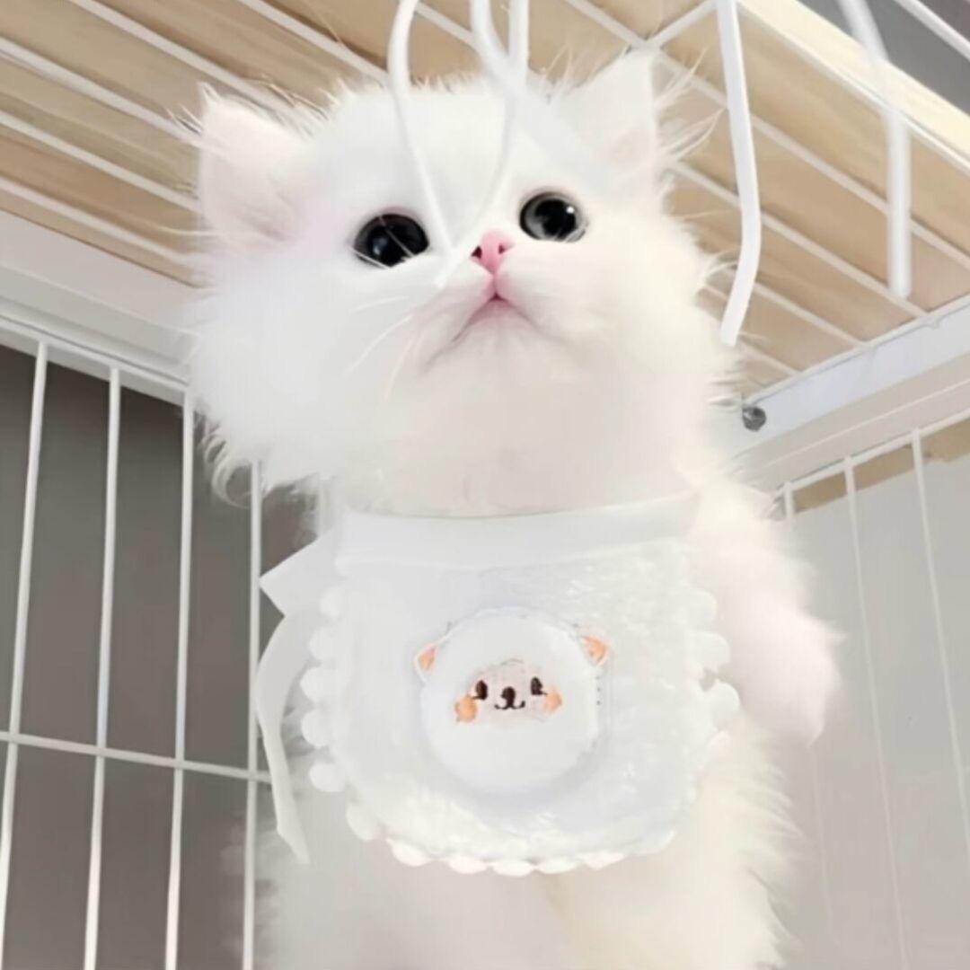 菜籽uu