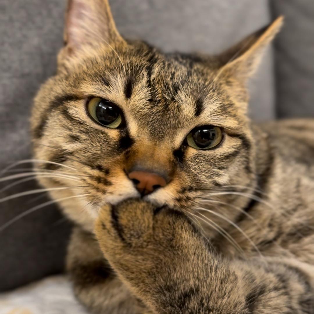猫六拾